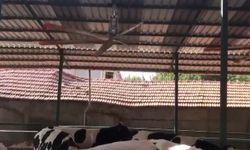 Kahramanmaraş'ta hayvanlar dev vantilatör ile serinliyor