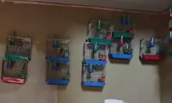 Evinde 21 saka kuşu besleyene 151 bin lira ceza