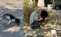 Zehirlendiği iddia edilen 10 köpek ile 5 kedi öldü