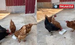 Sıcaktan bunalan tavuklarını Maraş dondurması ile serinletti