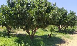 Kahramanmaraş’ta yetişen bu meyve kansere iyi geliyor