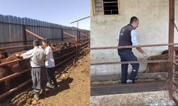 Elbistan’da şap aşılamaları titizlikle sürüyor