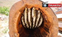 Kahramanmaraş'ta ağaç kütüğünde doğal bal