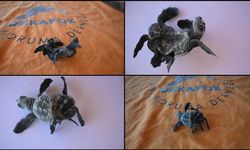 Siyam ikizi yavru caretta caretta görüntülendi