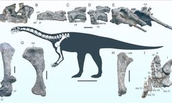 Yeni bir dinozor türüne ait fosil bulundu