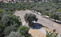 1316 yaşındaki anıt ağaç zeytin vermeye devam ediyor