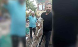 Kaybolan kuzuyu 2 gün misafir edip sahibine ulaştırdı