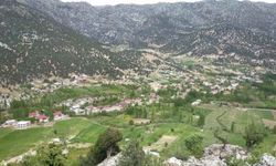 Tekir, doğaseverlerin uğrak noktası oluyor