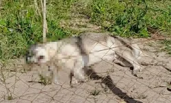 Kahramanmaraş'ta köpeklerin zehirlendiği iddiasına ilişkin 1 şüpheli gözaltına alındı