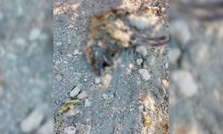 Kahramanmaraş'ta köpeklerin zehirlendiği iddiasına ilişkin gözaltı