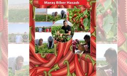 Maraş Biberinin hasadı başladı