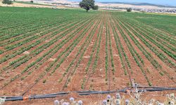 Kahramanmaraş, en fazla sulama projesi onaylanan il oldu