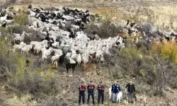 Kaybolan 544 küçükbaş dron destekli aramada bulundu
