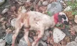 Başıboş köpekler sürüye saldırıp, 3 koyunu öldürdü