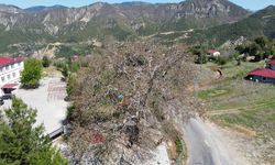 Kahramanmaraş’ta Asırlık Çınarı Görenler Hayran Kalıyor