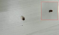 Kahramanmaraş'ta yorgun mermi iş yerine isabet etti