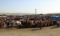 Kahramanmaraş’ta Hayvan Pazarları Yeniden Açılıyor