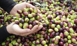 Kahramanmaraş’ta Zeytin Hasadı Başladı, Fiyatlar Rekor Seviyede