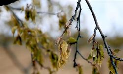 Zirai dondan etkilenen üreticilere 6,5 milyar liralık yeni destek ödemesi