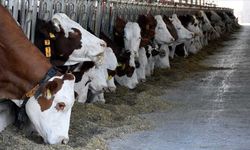 Kahramanmaraş’ta Büyükbaş Hayvancılık Desteği İçin Başvurular Başladı