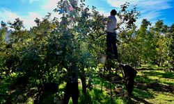 Kahramanmaraş’ta Trabzon hurmasının hasadı başladı