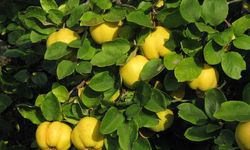 Kahramanmaraş’ta Ayva Fiyatı Cep Yakıyor