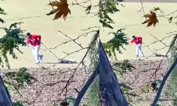 Belediye personeli, sokak köpeğini iple sürükledi