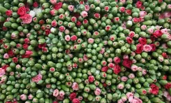 Avrupa ülkelerine 12 milyon dolarlık yılbaşı çiçeği