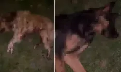9 köpek tabanca ile vurularak öldür*ldü