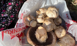 Kahramanmaraş’ta Mantar Sezonu Hareketlendi