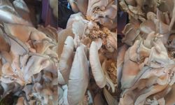 Kahramanmaraş’ta fiyatıyla dikkat çeken mantar