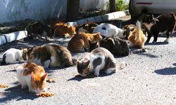 Depremzede kadın, sahipsiz kedilere kucak açtı