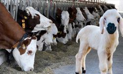 Kahramanmaraş’ta Destek Başvurularında Son Gün Yaklaşıyor