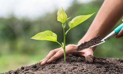 Yüzde 50 Hibeli Fidan Desteğinde Ek Başvurular Alınmaya Başladı