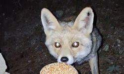 Kömbe yiyen tilki kamerada