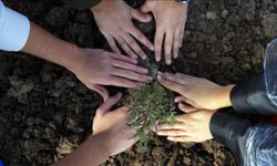 11 Kasım Milli Ağaçlandırma Günü'nde "çifte rekor" kırıldı