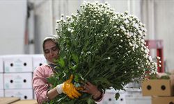 Çiçek sektörü ihracatta rekora koşuyor