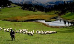 Hayvancılık desteklemelerinde düzenlemeye gidildi