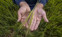 Kahramanmaraş’ta Çiftçilere 711 Milyon TL Tarımsal Destek Ödemesi