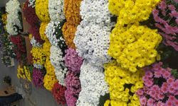 Kahramanmaraş’ta Kasımpatı Sezonu Başladı, Fiyatı Gözleri Üzerine Çekiyor