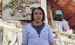 Evin çatısına yuva yapan eşek arıları hastanelik etti