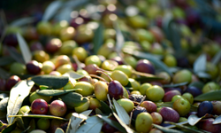 2025 yılı Kahramanmaraş zeytinyağı fiyatları