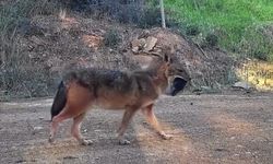 Doğanın sert yüzü