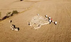 ‘Tedbir alınmazsa 10 yıl sonra çoban bulmakta zorlanacağız’