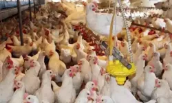 TÜİK: Tavuk eti ve yumurta üretimi arttı, süt üretimi azaldı
