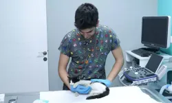 Evcil hayvanlara çip taktırmak için son gün 31 Aralık