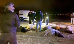 Hafif ticari araç, sürüye çarptı; sürücü yaralı, 12 koyun öldü