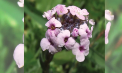 Yalnızca Kahramanmaraş’ta açan eşsiz mucize