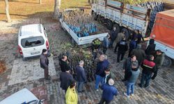 Kahramanmaraş’ta Üreticiye Yüzde 50 Hibeli Fidan