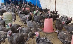 Kahramanmaraş'ta Yılbaşına Sayılı Günler Kala Hindi Satışları Zirve Yaptı